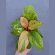 Rare Philodendron