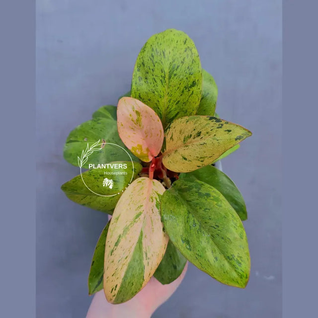 Rare Philodendron