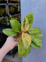 dwarf red congo
