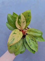 philodendron congo