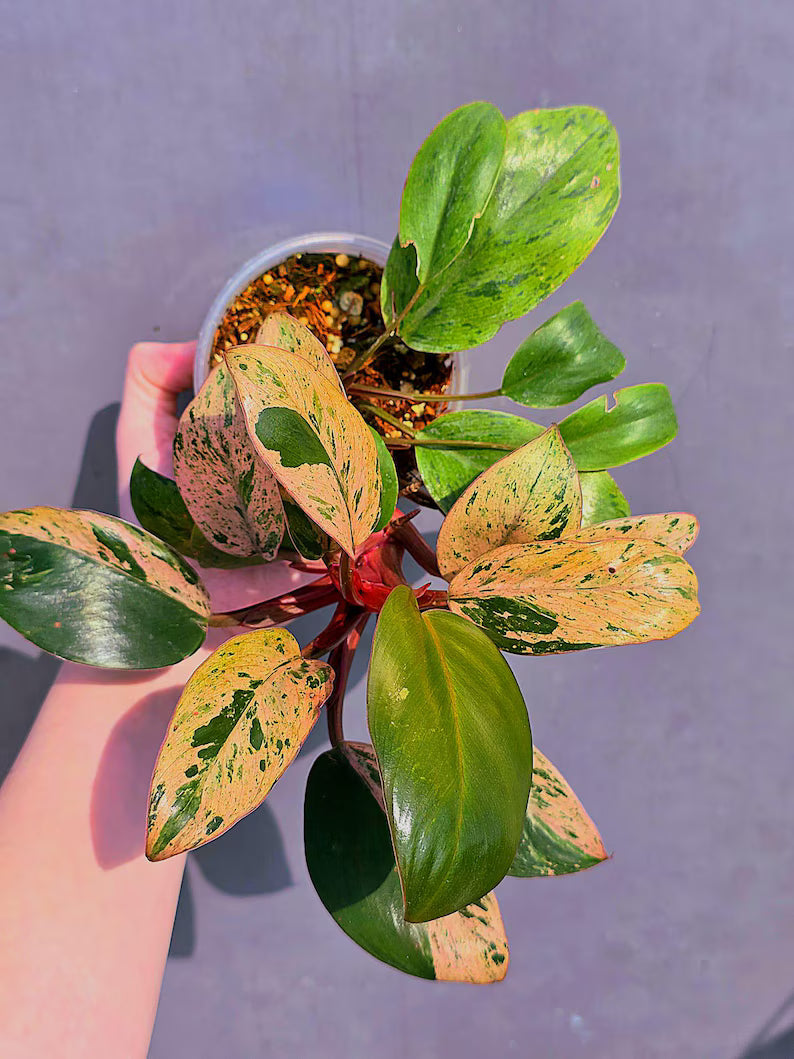 dwarf red congo