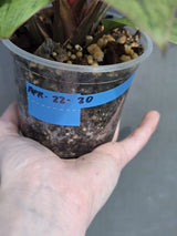 red congo plant