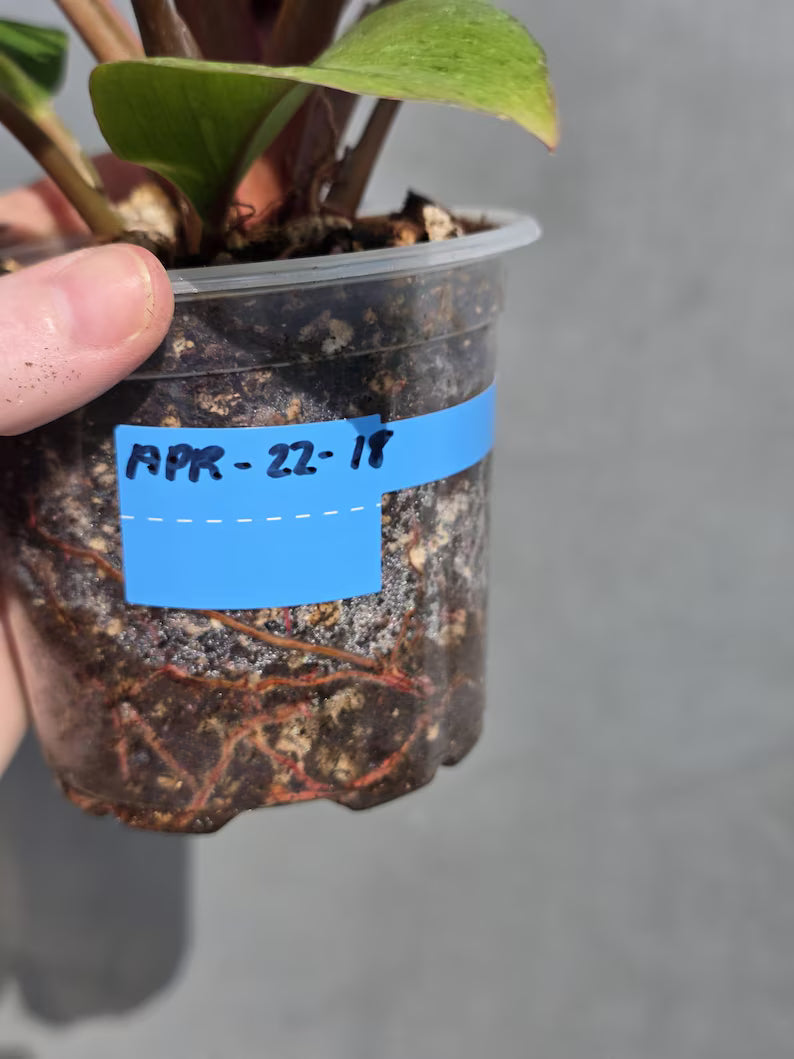 red congo plant
