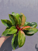 Rare Philodendron
