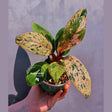 philodendron congo