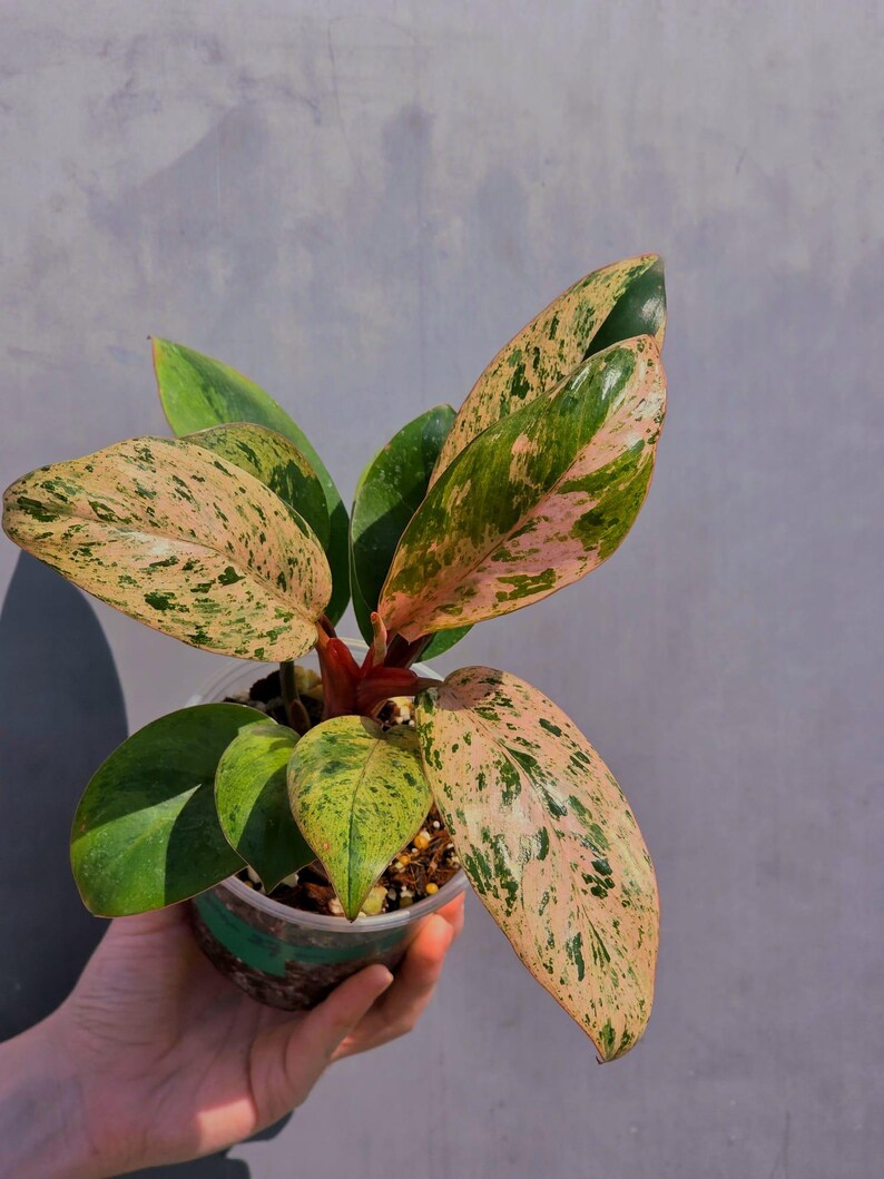 rare houseplant