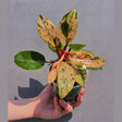 rare houseplant