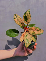 Rare Philodendron