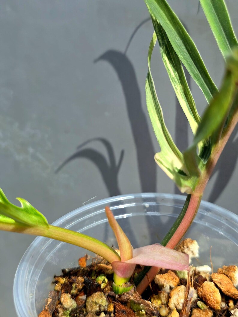 Rare Philodendron Tortum Variegated Live Plant - Split Leaf Philodendron - Variegated Aroid - Exotic Indoor Plant - US Seller