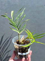Rare Philodendron Tortum Variegated Live Plant - Split Leaf Philodendron - Variegated Aroid - Exotic Indoor Plant - US Seller