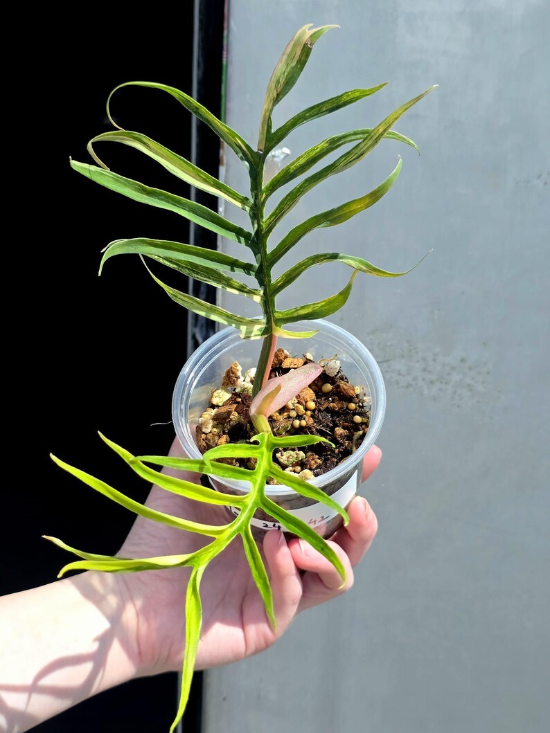 Rare Philodendron Tortum Variegated Live Plant - Split Leaf Philodendron - Variegated Aroid - Exotic Indoor Plant - US Seller