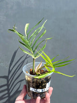 Rare Philodendron Tortum Variegated Live Plant - Split Leaf Philodendron - Variegated Aroid - Exotic Indoor Plant - US Seller