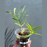 Rare Philodendron Tortum Variegated Live Plant - Split Leaf Philodendron - Variegated Aroid - Exotic Indoor Plant - US Seller