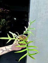 Rare Philodendron Tortum Albo Variegated Live Plant - Split Leaf Aroid - Exotic Indoor Plant - Exact Same Plant - US Seller