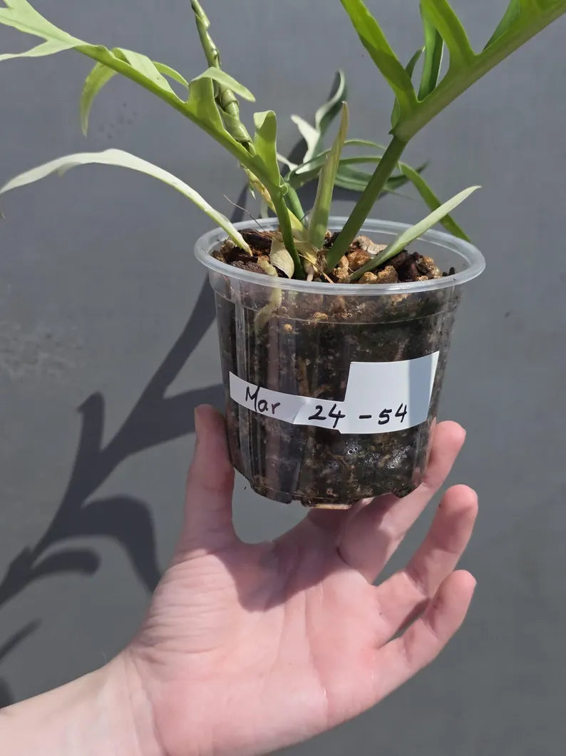 Rare Philodendron Tortum Albo Variegated Live Plant - Split Leaf Aroid - Exotic Indoor Plant - Exact Same Plant - US Seller