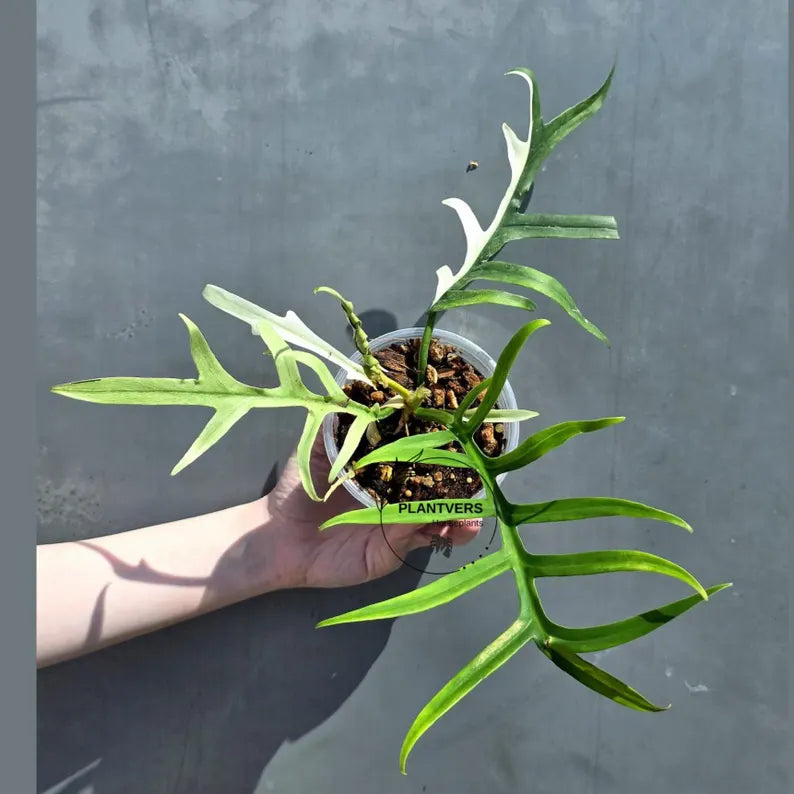 Rare Philodendron Tortum Albo Variegated Live Plant - Split Leaf Aroid - Exotic Indoor Plant - Exact Same Plant - US Seller