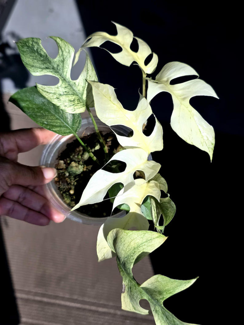 Super Rare Variegated Rhaphidophora Tetrasperma White Monster - Huge Tetrasperma - Rare Aroid Live Plant in Nursery Pot - US Seller