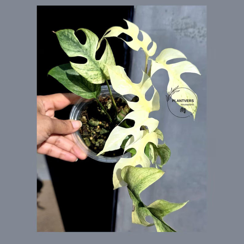 Super Rare Variegated Rhaphidophora Tetrasperma White Monster - Huge Tetrasperma - Rare Aroid Live Plant in Nursery Pot - US Seller