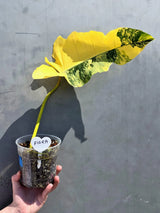 rare philodendron