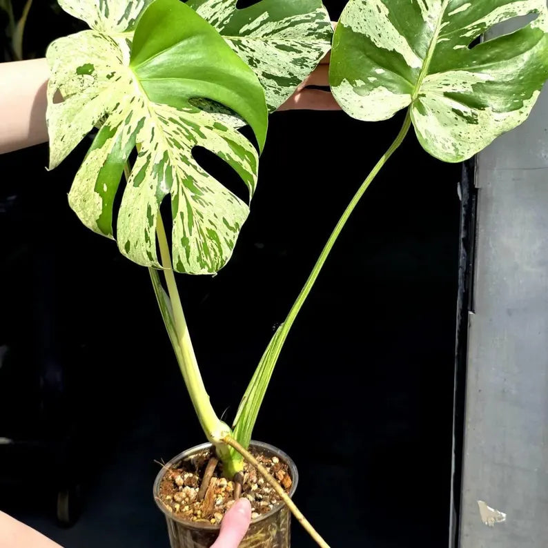 Super Rare Monstera Bulbasaur Variegated Live Plant - Mint Green Variegated Monstera - Exotic Collector Indoor Plant - Us Seller