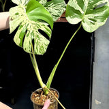 Super Rare Monstera Bulbasaur Variegated Live Plant - Mint Green Variegated Monstera - Exotic Collector Indoor Plant - Us Seller