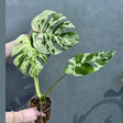 bulbasaur albo