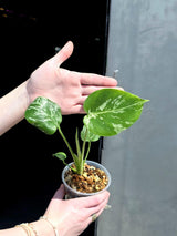 Super Rare Monstera Bulbasaur Variegated Live Plant - Mint Green Variegated Monstera - Exotic Collector Indoor Plant - Us Seller