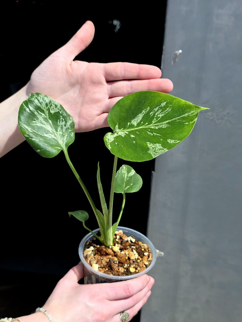 Super Rare Monstera Bulbasaur Variegated Live Plant - Mint Green Variegated Monstera - Exotic Collector Indoor Plant - Us Seller
