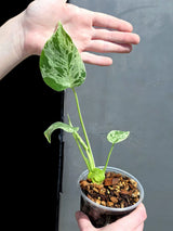 Super Rare Monstera Bulbasaur Variegated Live Plant - Mint Green Variegated Monstera - Exotic Collector Indoor Plant - Us Seller