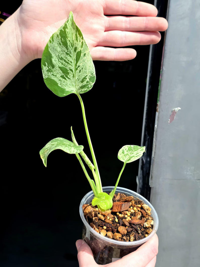Super Rare Monstera Bulbasaur Variegated Live Plant - Mint Green Variegated Monstera - Exotic Collector Indoor Plant - Us Seller