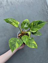 Variegated Philodendron White Princess Tricolor - Super Rare Live Collector Plant - Pink White Green Indoor Climbing Houseplant - US Seller