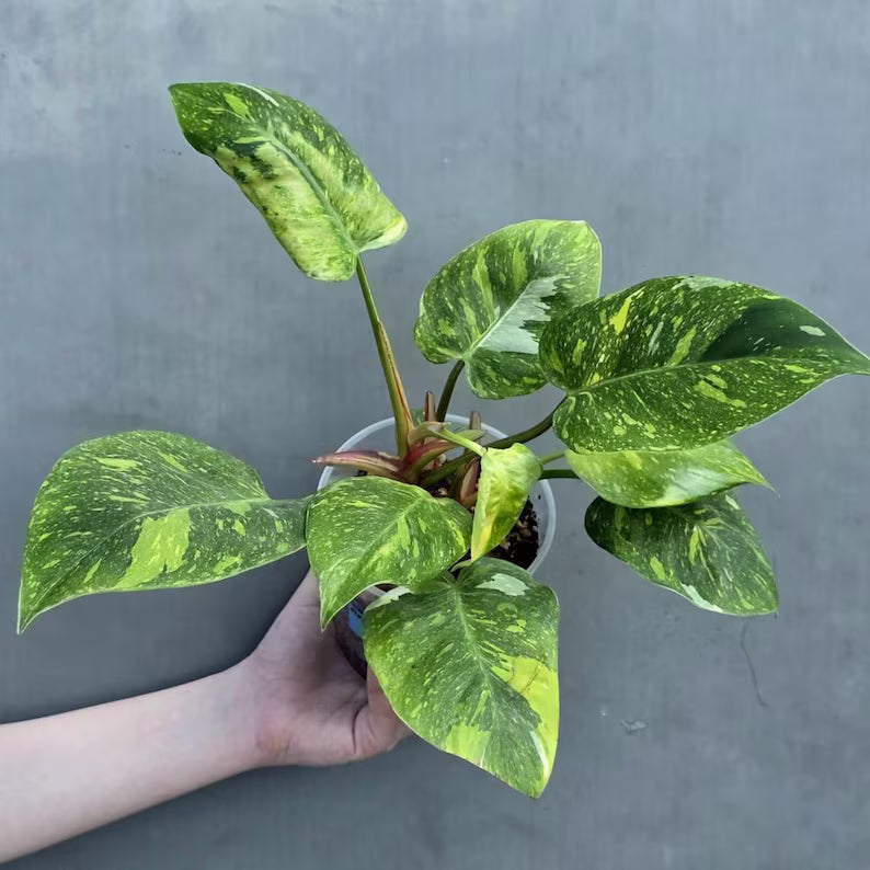 Variegated Philodendron White Princess Tricolor - Super Rare Live Collector Plant - Pink White Green Indoor Climbing Houseplant - US Seller
