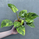 Variegated Philodendron White Princess Tricolor - Super Rare Live Collector Plant - Pink White Green Indoor Climbing Houseplant - US Seller