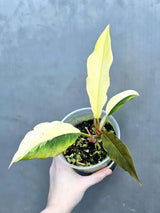 Super Rare Variegated Philodendron Caramel Marble EXACT Plant - Easy Care Indoor Plant - Stunning Collector’s Aroid - Gift Plant - US Seller