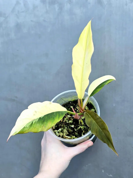 Super Rare Variegated Philodendron Caramel Marble EXACT Plant - Easy Care Indoor Plant - Stunning Collector’s Aroid - Gift Plant - US Seller