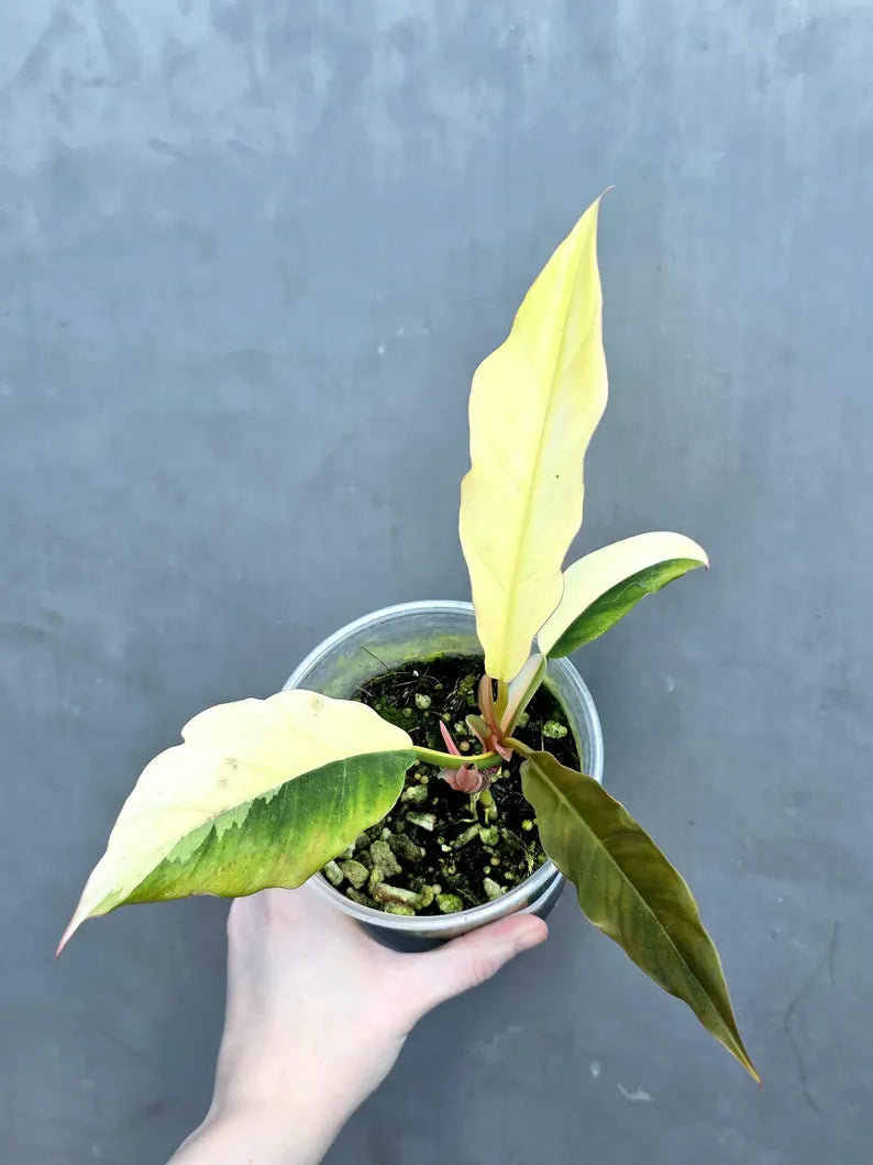 Super Rare Variegated Philodendron Caramel Marble EXACT Plant - Easy Care Indoor Plant - Stunning Collector’s Aroid - Gift Plant - US Seller