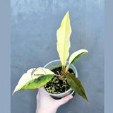Super Rare Variegated Philodendron Caramel Marble EXACT Plant - Easy Care Indoor Plant - Stunning Collector’s Aroid - Gift Plant - US Seller