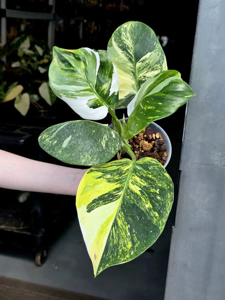 Variegated Philodendron White Princess Tricolor - Super Rare Live Collector Plant - Pink White Green Indoor Climbing Houseplant - US Seller