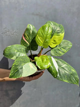 Variegated Philodendron White Princess Tricolor - Super Rare Live Collector Plant - Pink White Green Indoor Climbing Houseplant - US Seller