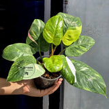 Variegated Philodendron White Princess Tricolor - Super Rare Live Collector Plant - Pink White Green Indoor Climbing Houseplant - US Seller