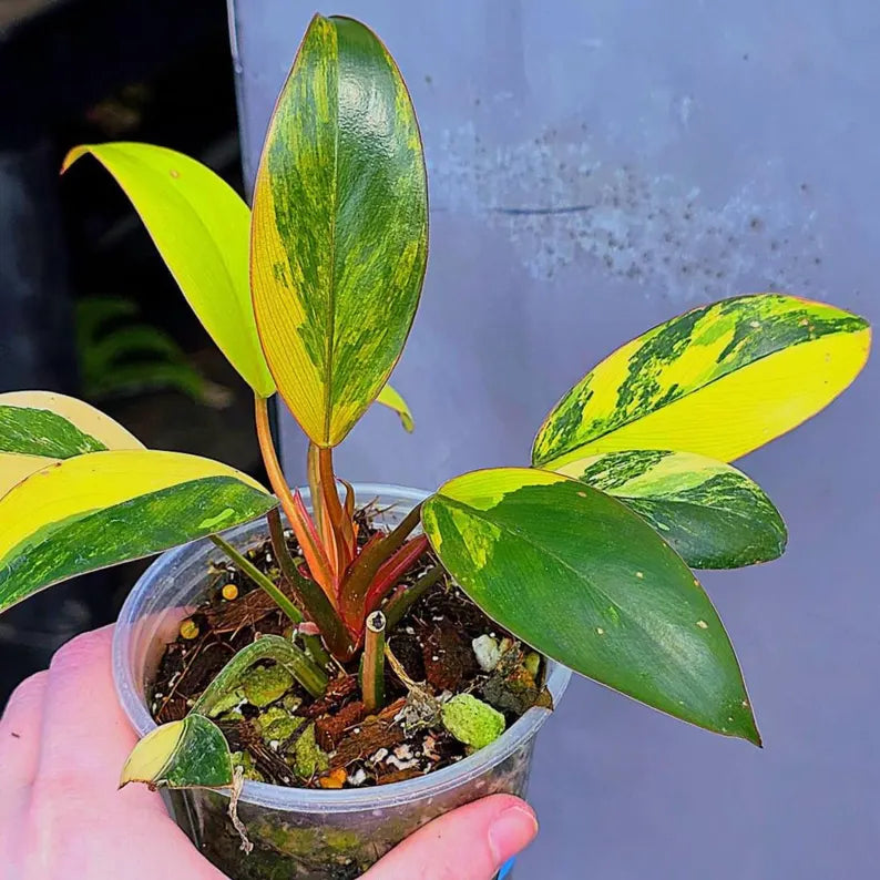 Variegated Philodendron Yellow Congo Live Plant - Super Rare Indoor - Collector's Aroid - EXACT Plant - US Seller