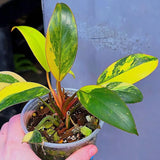 Variegated Philodendron Yellow Congo Live Plant - Super Rare Indoor - Collector's Aroid - EXACT Plant - US Seller