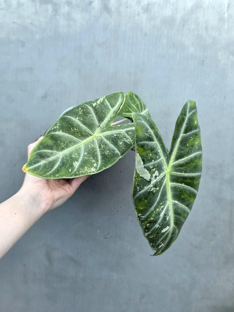 Alocasia Pink Dragon Albo Variegated Plant - Rare Pink Stem Elephant Ear - Exotic Collector Indoor Plant - Exact Same Plant - US Seller