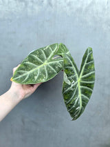 Alocasia Pink Dragon Albo Variegated Plant - Rare Pink Stem Elephant Ear - Exotic Collector Indoor Plant - Exact Same Plant - US Seller