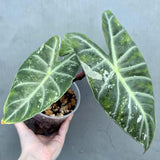 Alocasia Pink Dragon Albo Variegated Plant - Rare Pink Stem Elephant Ear - Exotic Collector Indoor Plant - Exact Same Plant - US Seller