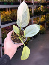 Super Rare Philodendron Silver Sword Variegated Plant - Collectors Plant - Rare Variegated Aroid Live Plant - Exact Same Plant - Us Seller
