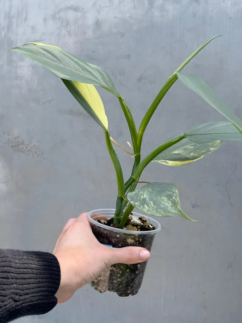 Super Rare Philodendron Silver Sword Variegated Plant - Collectors Plant - Rare Variegated Aroid Live Plant - Exact Same Plant - Us Seller