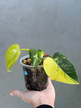 Philodendron White Princess Tricolor - Super Rare Variegated Aroid - Indoor Climbing Houseplant Collector Plant - Same Plant - US Seller