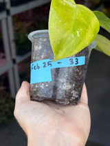 Philodendron White Princess Tricolor - Super Rare Variegated Aroid - Indoor Climbing Houseplant Collector Plant - Same Plant - US Seller
