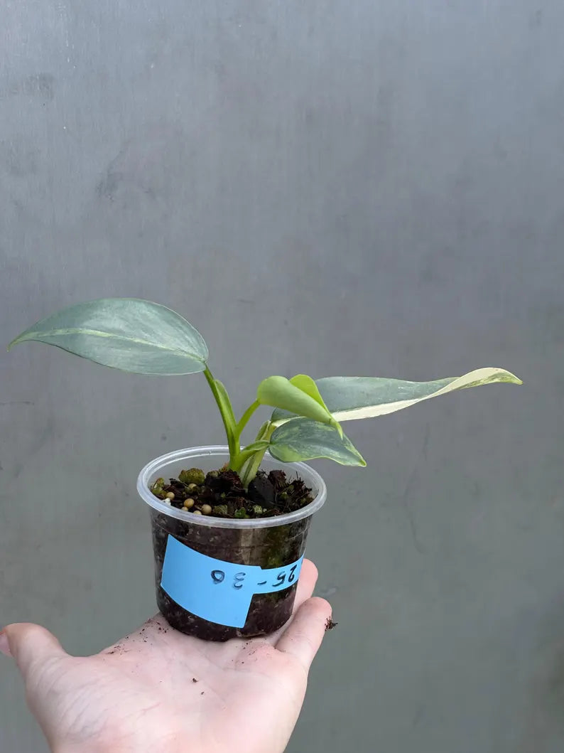 Super Rare Philodendron Silver Sword Variegated Plant - Collectors Plant - Rare Variegated Aroid Live Plant - Exact Same Plant - Us Seller